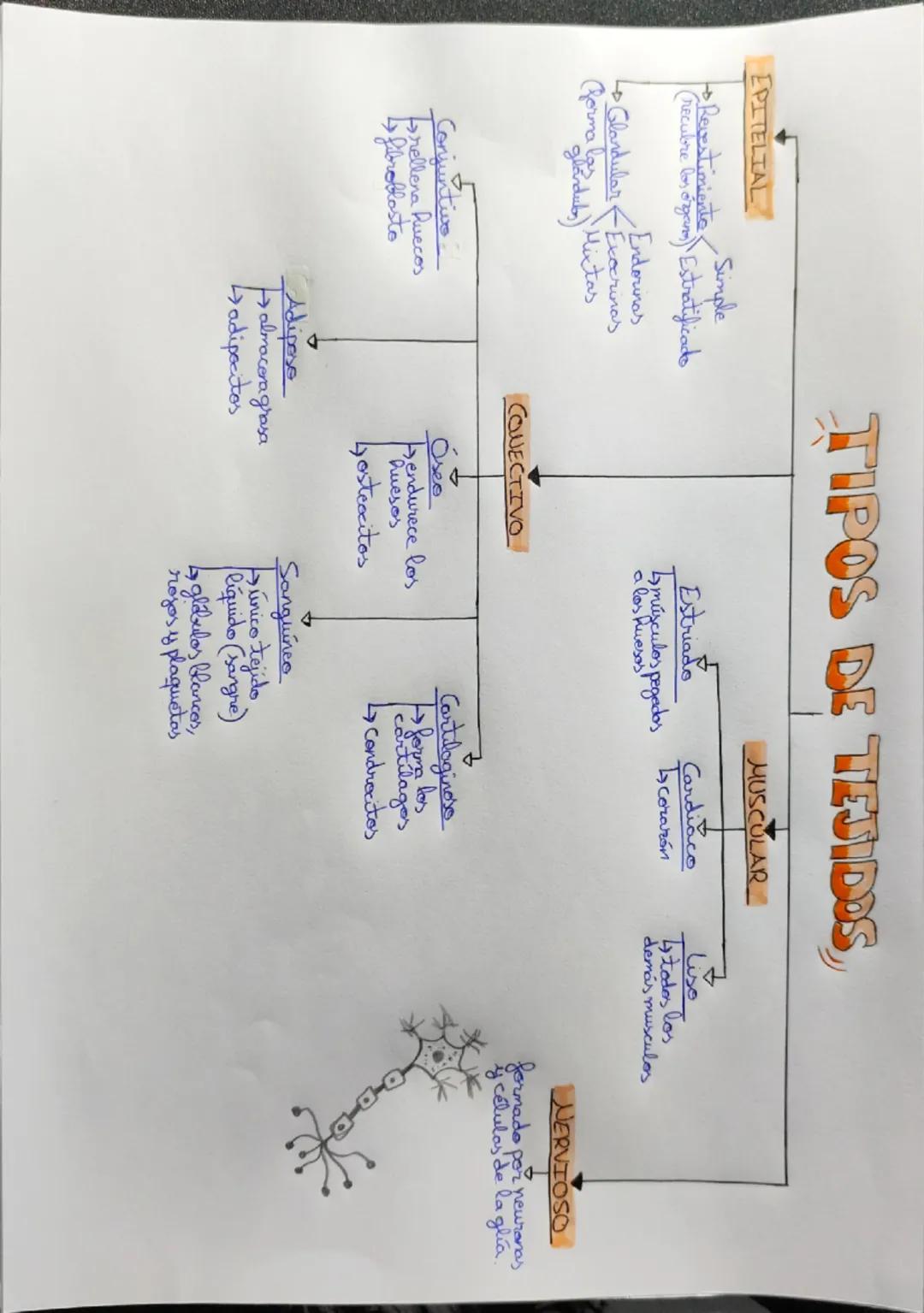 Tipos de Tejidos Animales - Esquema Conceptual