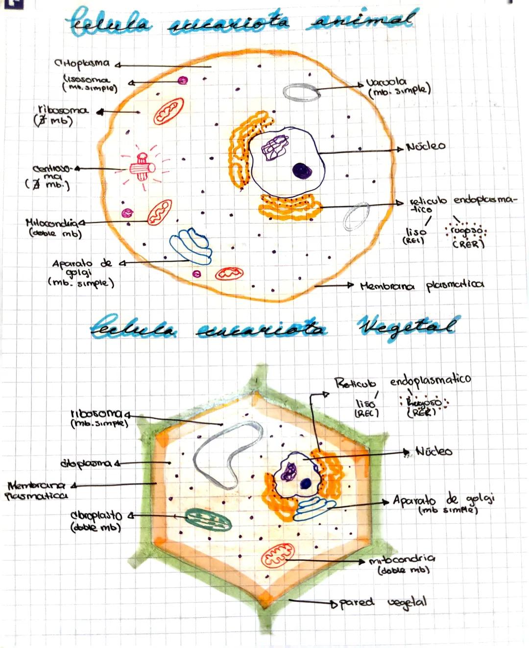 Célula eucariota (animal y vegetal) 