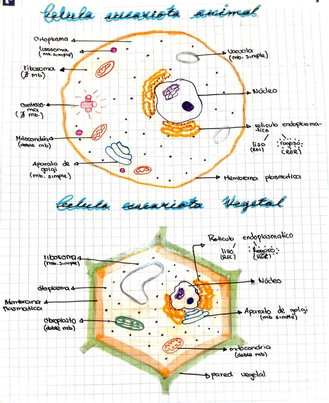 Celula arecariota animal
CHoplasma &
(isosoma
mo. simple)
ribosoma +
(mb)
Centraso-
ma
(Amb.)
Miocondria
(doble mb)
Aparato de 4
golgi
(mb. 