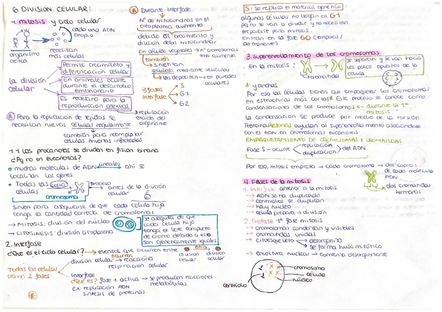 # 6. DIVISION CELULAR!

- mitosis y cido celular

organismo
асэса

La división
celular

cada una ADN
Propio

recesitan
más celulas

Permite 