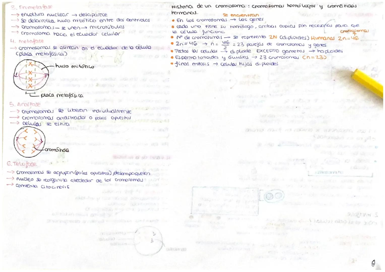 # 6. DIVISION CELULAR!

- mitosis y cido celular

organismo
асэса

La división
celular

cada una ADN
Propio

recesitan
más celulas

Permite 