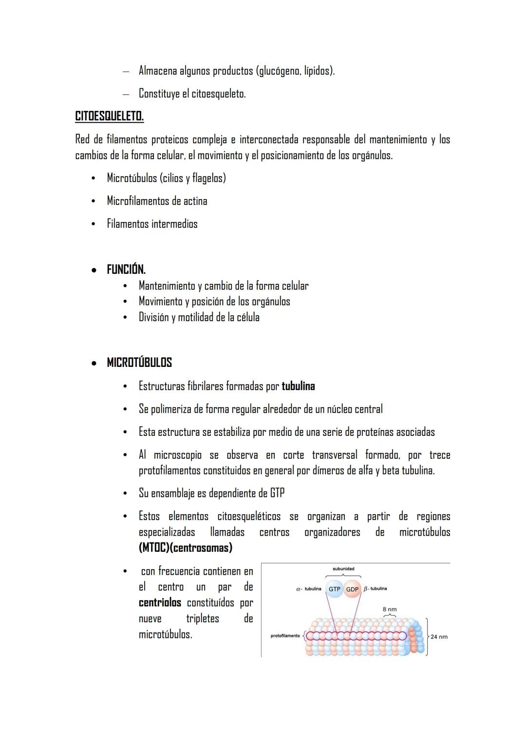 ## 2.4 ORGÁNULOS NO MEMBRANOSOS.
PARED CELULAR
*   COMPOSICIÓN
    -Componente cristalino fibras celulosa
    -Componente amorfo, matriz de 
