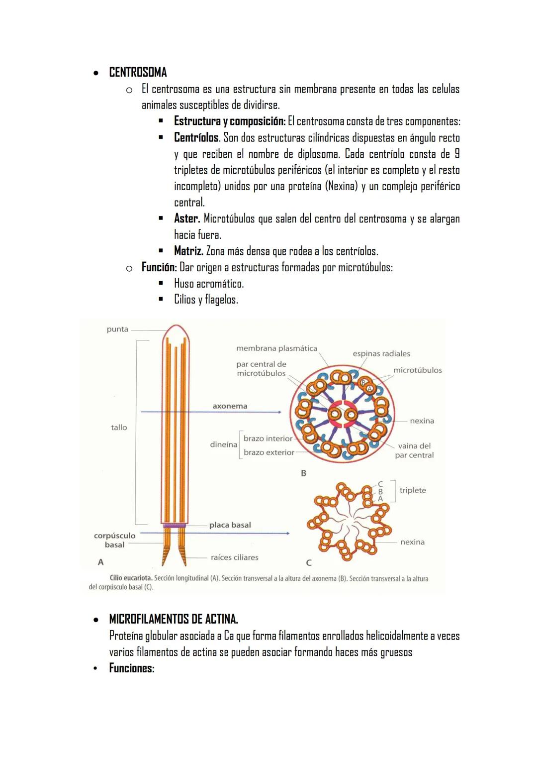 ## 2.4 ORGÁNULOS NO MEMBRANOSOS.
PARED CELULAR
*   COMPOSICIÓN
    -Componente cristalino fibras celulosa
    -Componente amorfo, matriz de 