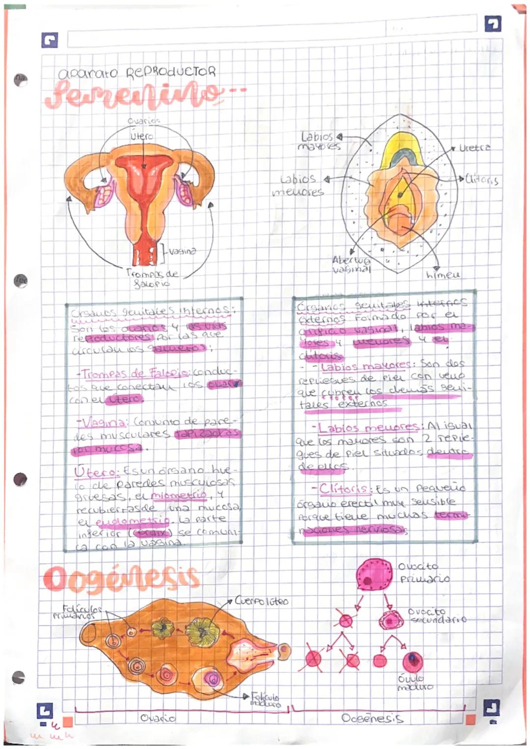 # aparato REPRODUCTOR

Semenino.

Ovarios

Utero

4

Labios
mayores

Labios
meluores

Uretca

Clitoris

vassina

Trompas de
Salopio

Cesanos