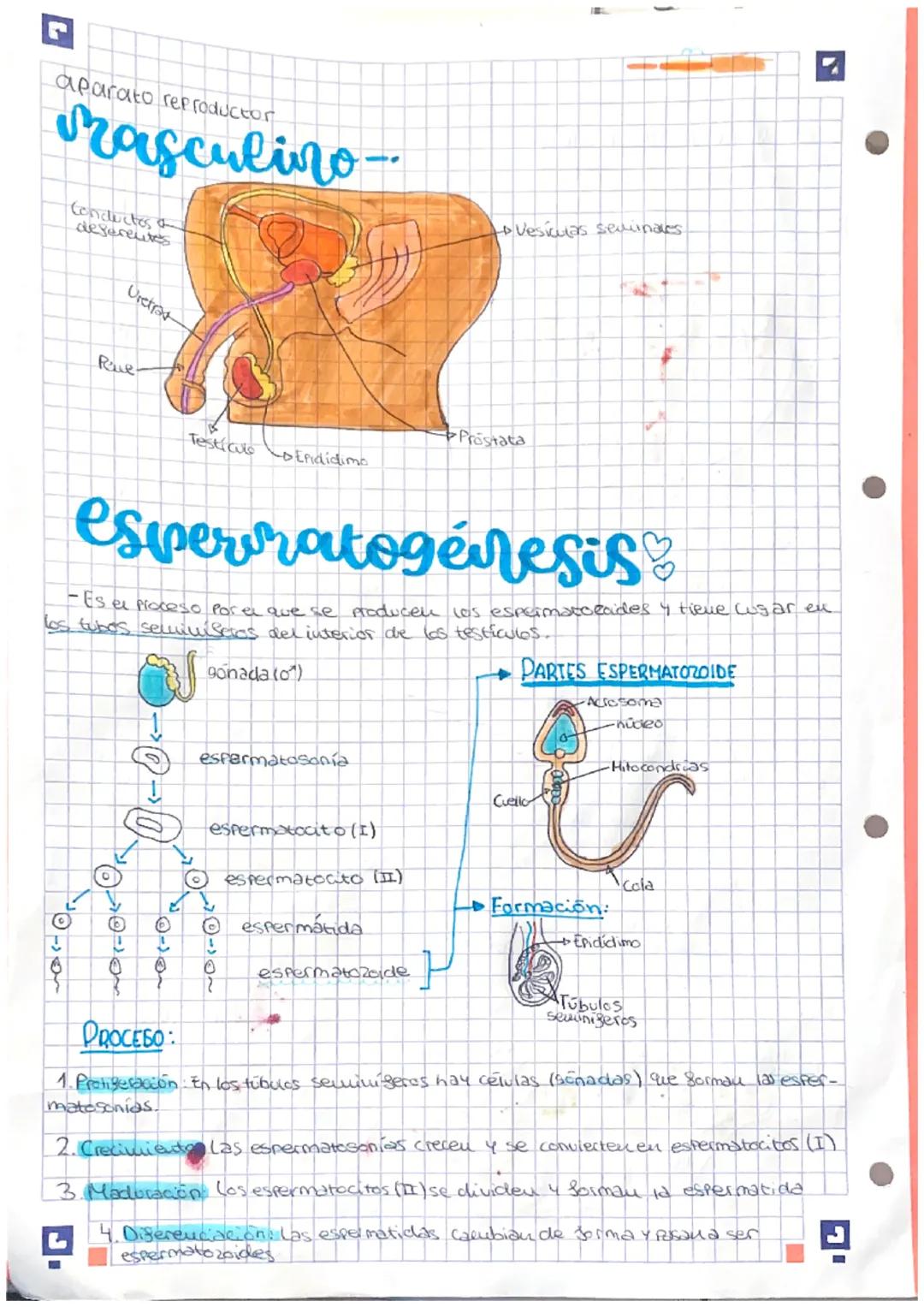 # aparato REPRODUCTOR

Semenino.

Ovarios

Utero

4

Labios
mayores

Labios
meluores

Uretca

Clitoris

vassina

Trompas de
Salopio

Cesanos
