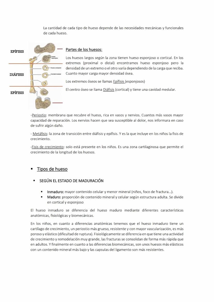 Biomecánica I Tema 1 Introducción a la Biomecánica clínica
Cinesiología: movimiento de los seres vivos.
Estudio de las bases biológicas y me