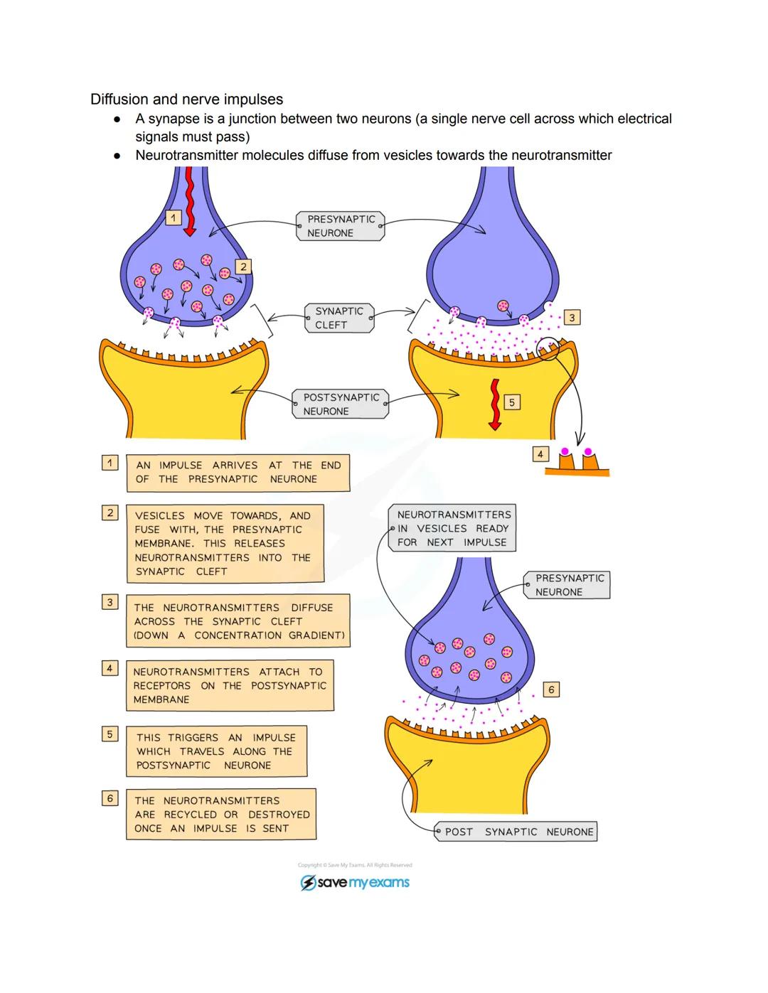 •
BIOLOGY
Characteristics of Living Organisms
Movement: an action by an organism or part of an organism causing a change of
position or plac