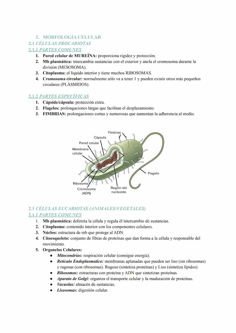 Tema 6: La Célula
1. TEORIA CELULAR Y ESTUDIO/OBSERVACIÓN
La teoría celular se basa en tres postulados:
1. Todos los seres vivos están const