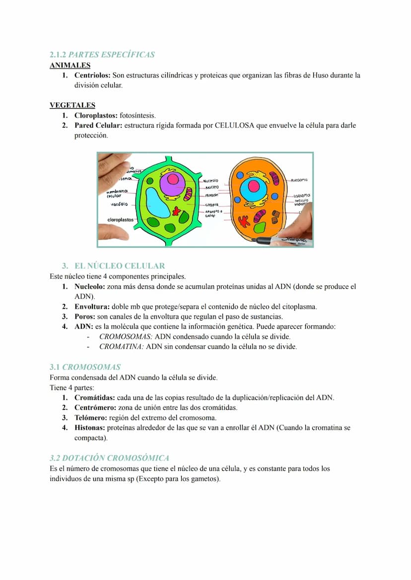 Tema 6: La Célula
1. TEORIA CELULAR Y ESTUDIO/OBSERVACIÓN
La teoría celular se basa en tres postulados:
1. Todos los seres vivos están const