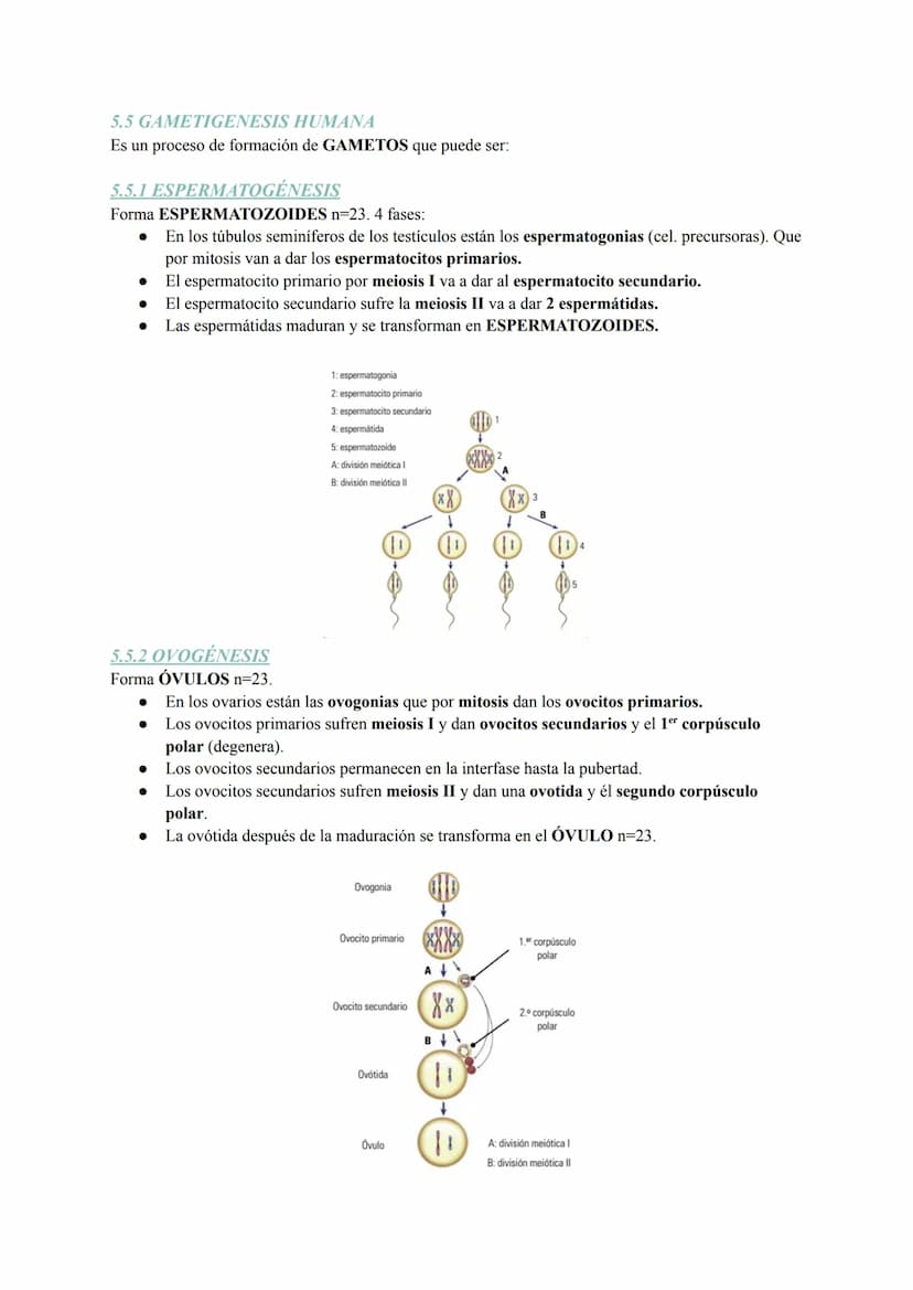 Tema 6: La Célula
1. TEORIA CELULAR Y ESTUDIO/OBSERVACIÓN
La teoría celular se basa en tres postulados:
1. Todos los seres vivos están const
