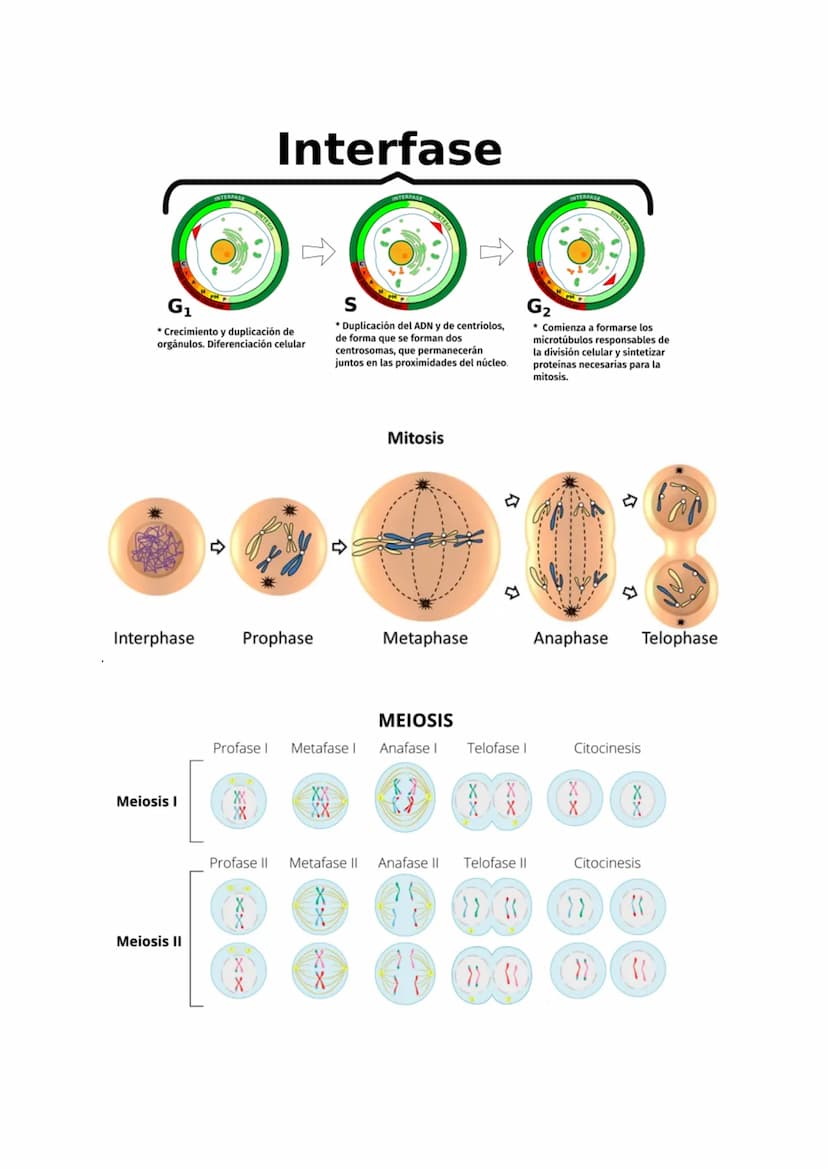 Tema 6: La Célula
1. TEORIA CELULAR Y ESTUDIO/OBSERVACIÓN
La teoría celular se basa en tres postulados:
1. Todos los seres vivos están const