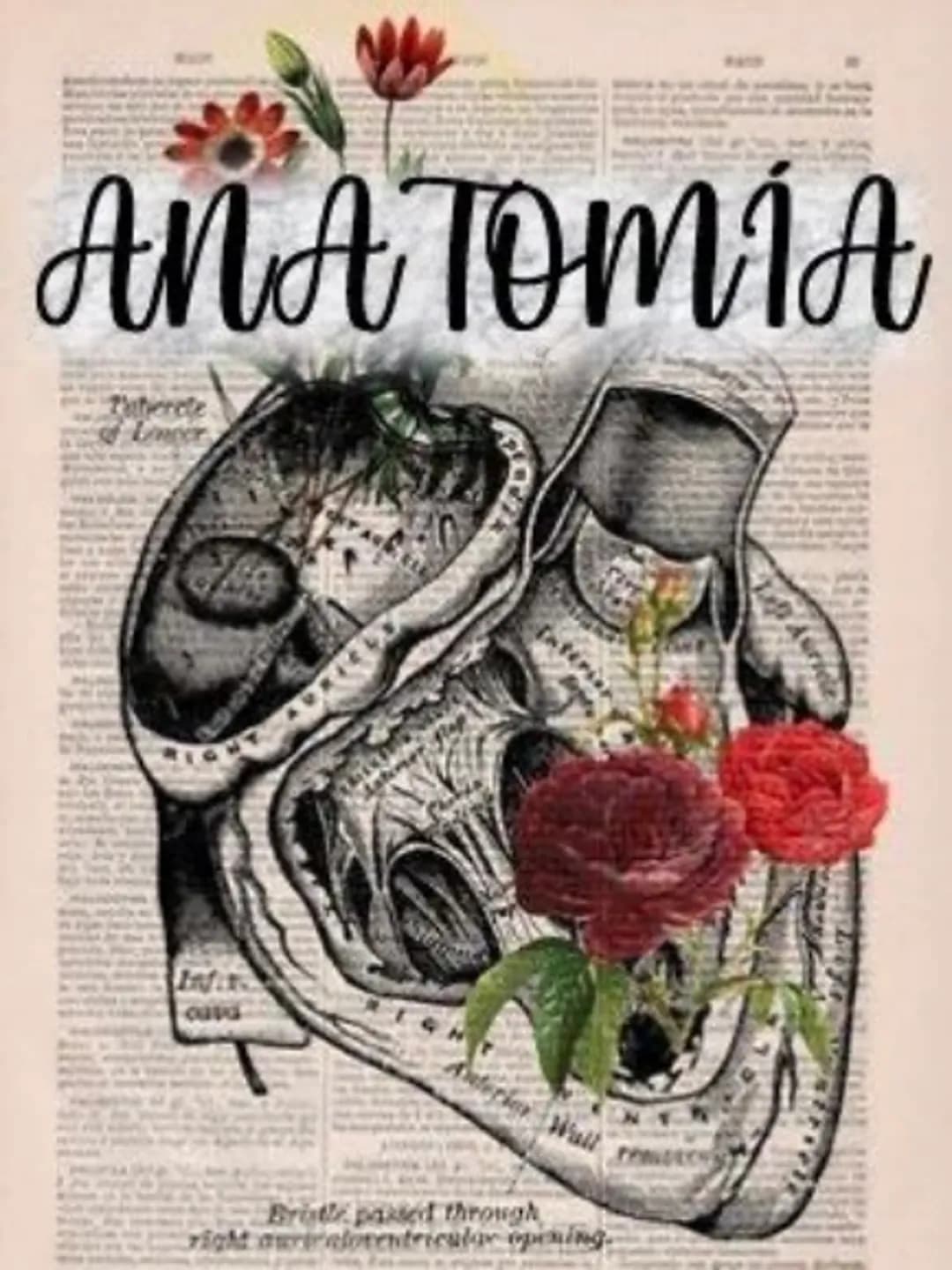 ANATOMÍA
OURG
Bridle passed through
right auraloventricular opening. Tema 2: El Aparato Digestivo
Funciones.
Procesos ordenados ingestion, d