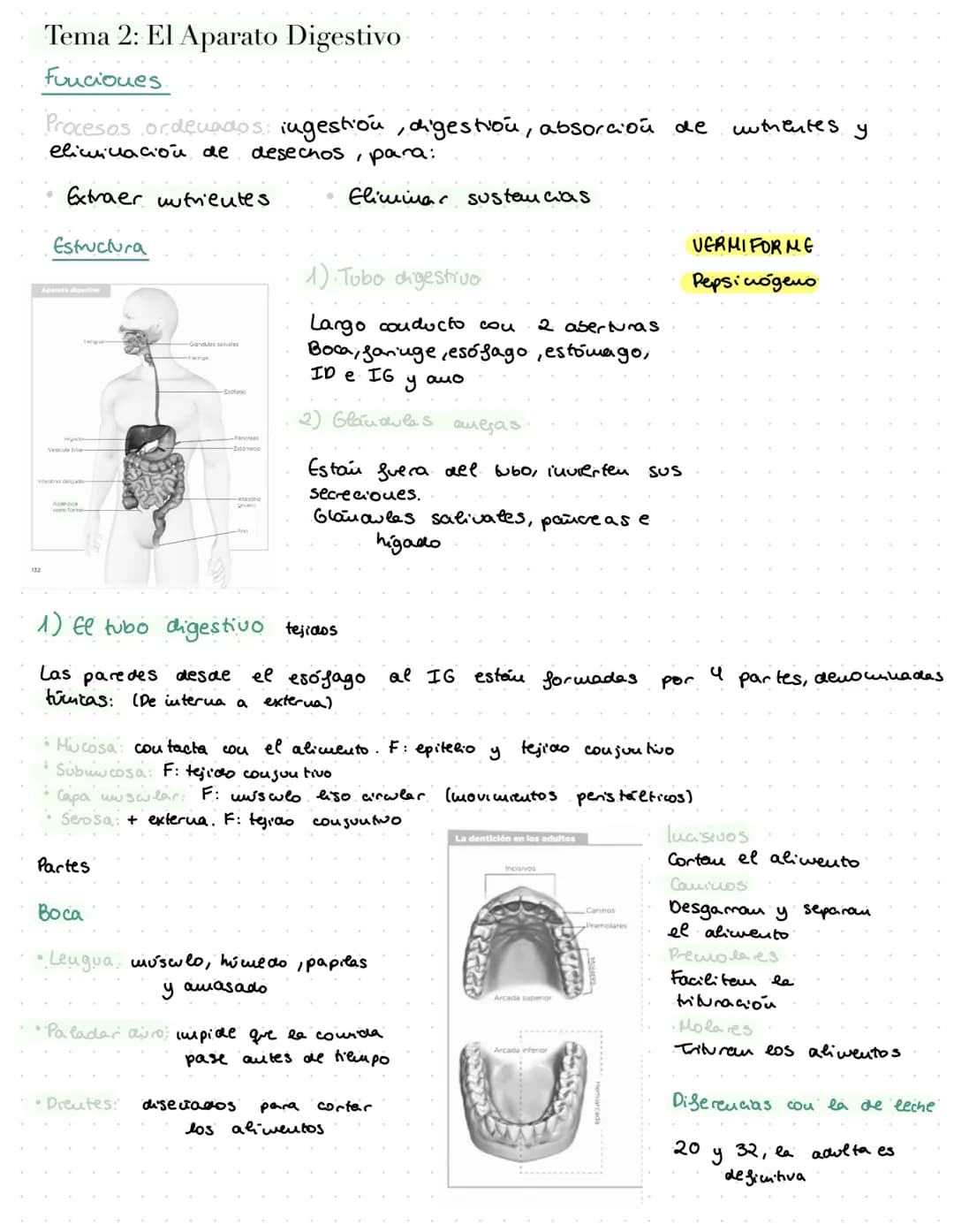 ANATOMÍA
OURG
Bridle passed through
right auraloventricular opening. Tema 2: El Aparato Digestivo
Funciones.
Procesos ordenados ingestion, d