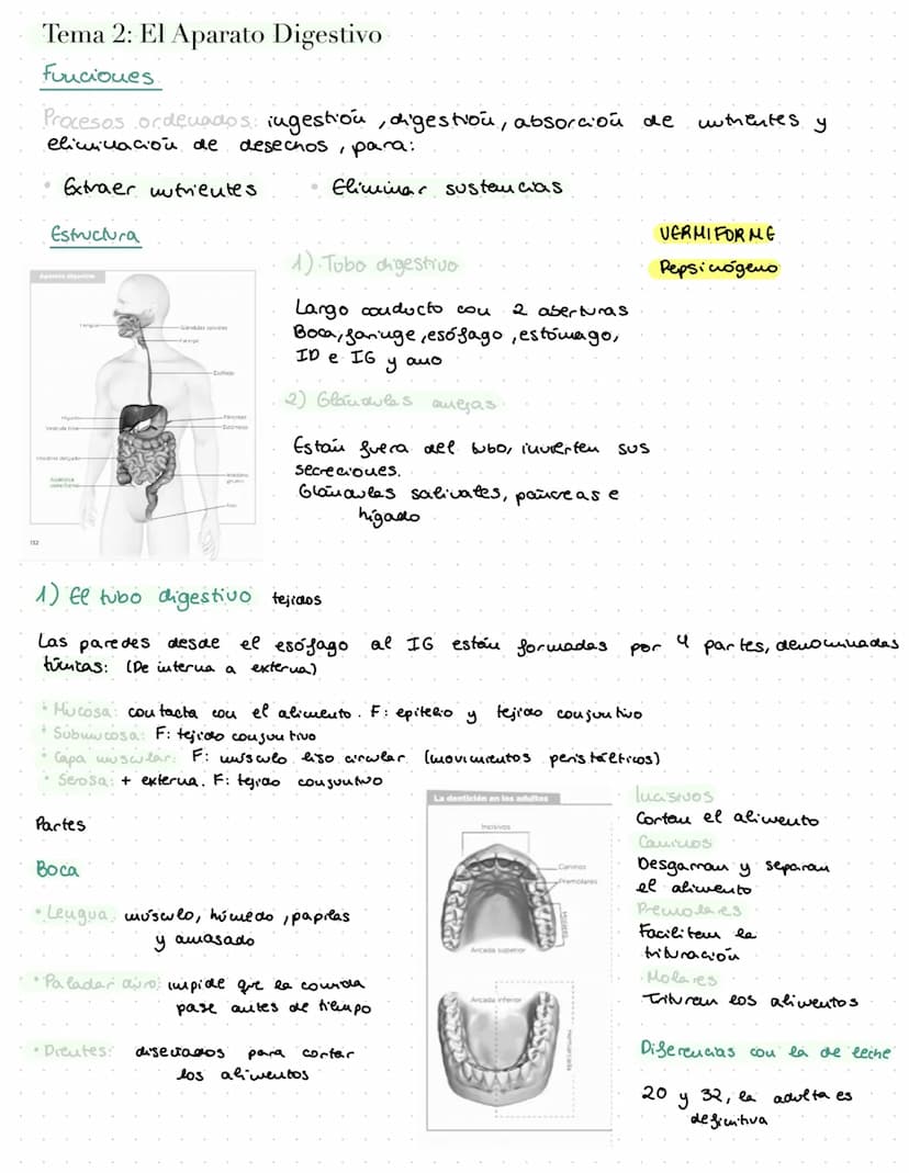 ANATOMÍA
OURG
Bridle passed through
right auraloventricular opening. Tema 2: El Aparato Digestivo
Funciones.
Procesos ordenados ingestion, d