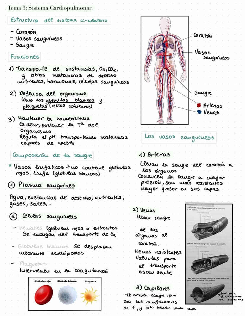 ANATOMÍA
OURG
Bridle passed through
right auraloventricular opening. Tema 2: El Aparato Digestivo
Funciones.
Procesos ordenados ingestion, d