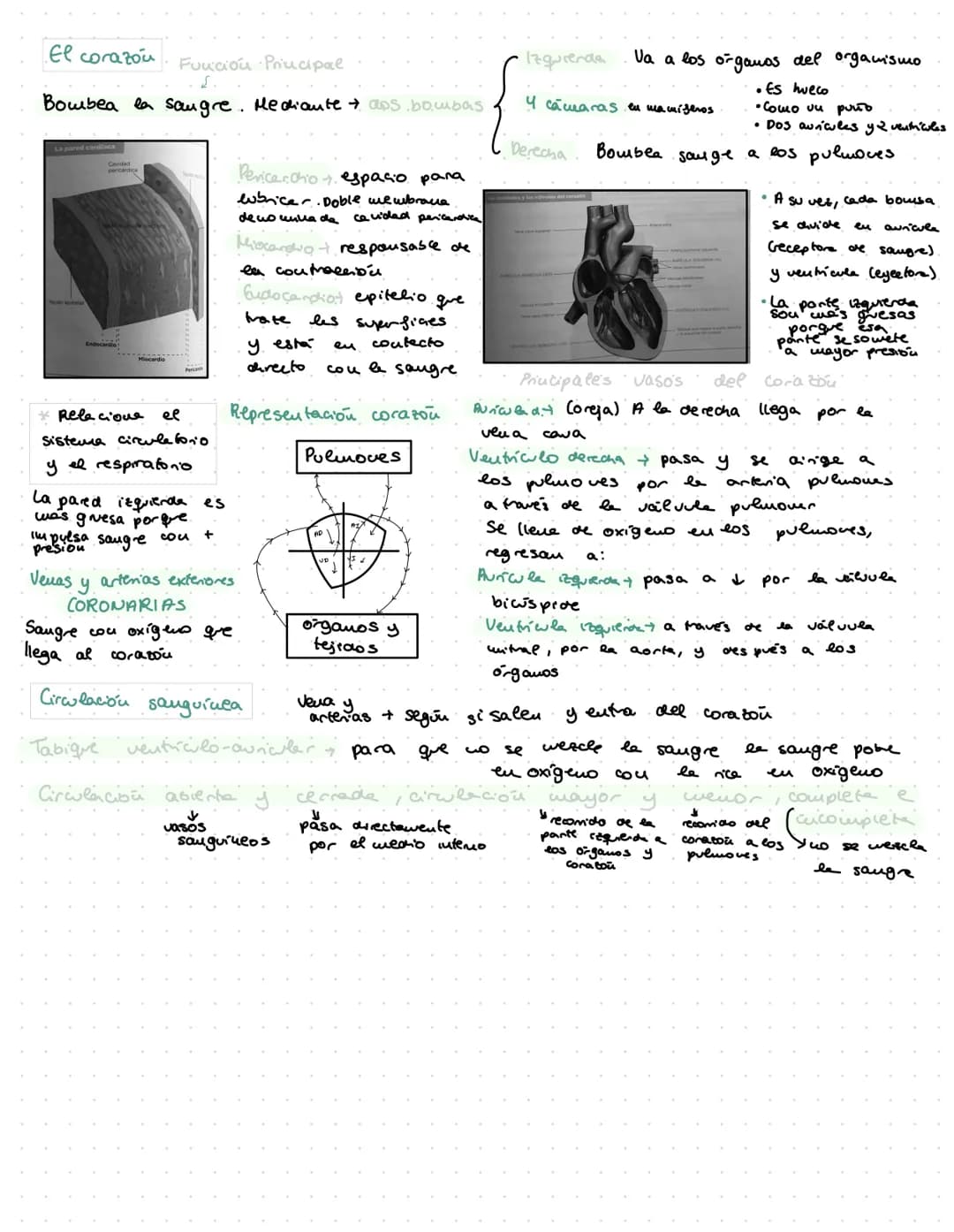 ANATOMÍA
OURG
Bridle passed through
right auraloventricular opening. Tema 2: El Aparato Digestivo
Funciones.
Procesos ordenados ingestion, d