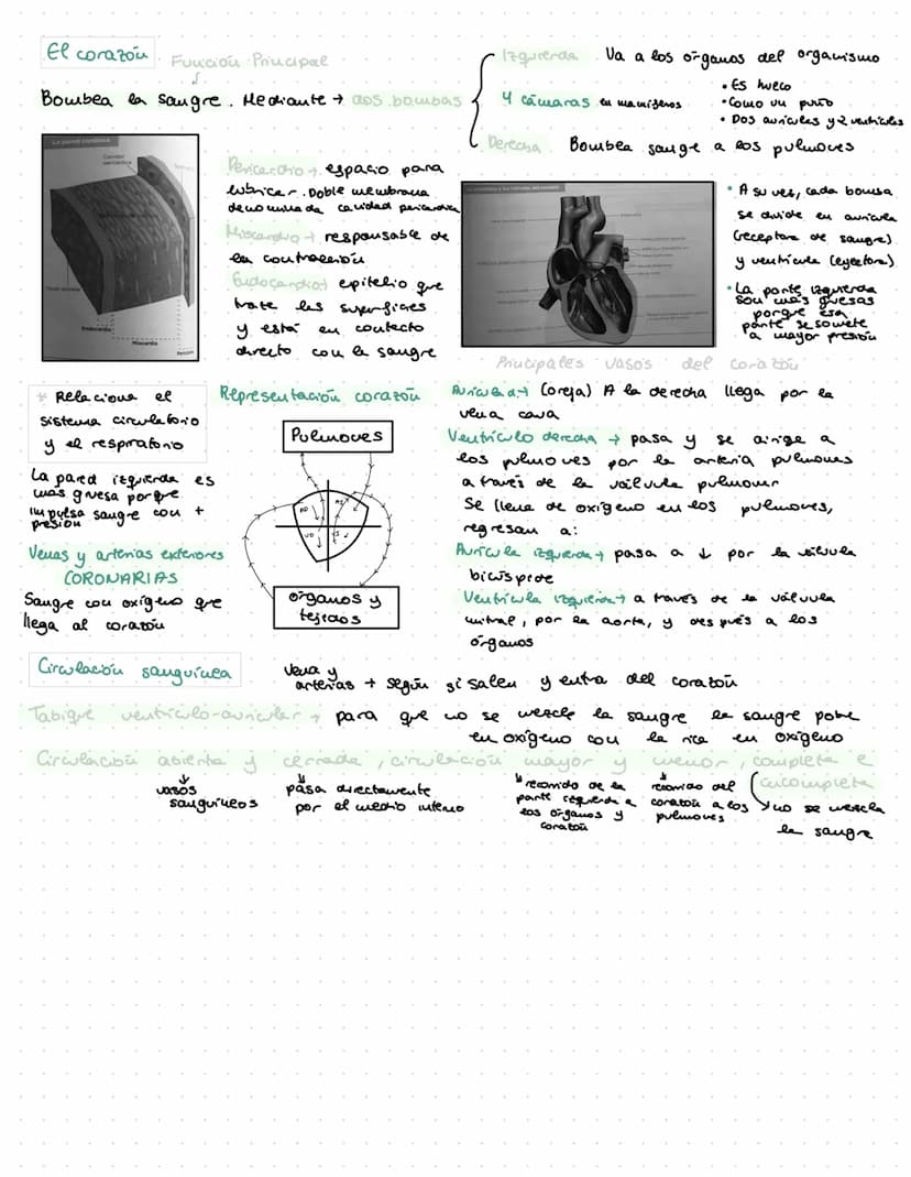 ANATOMÍA
OURG
Bridle passed through
right auraloventricular opening. Tema 2: El Aparato Digestivo
Funciones.
Procesos ordenados ingestion, d