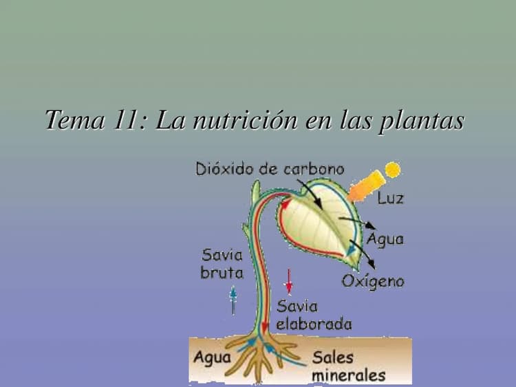 Know Nutrición de las plantas thumbnail