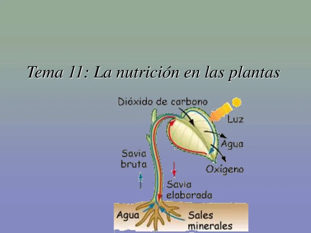 Nutrición de las plantas