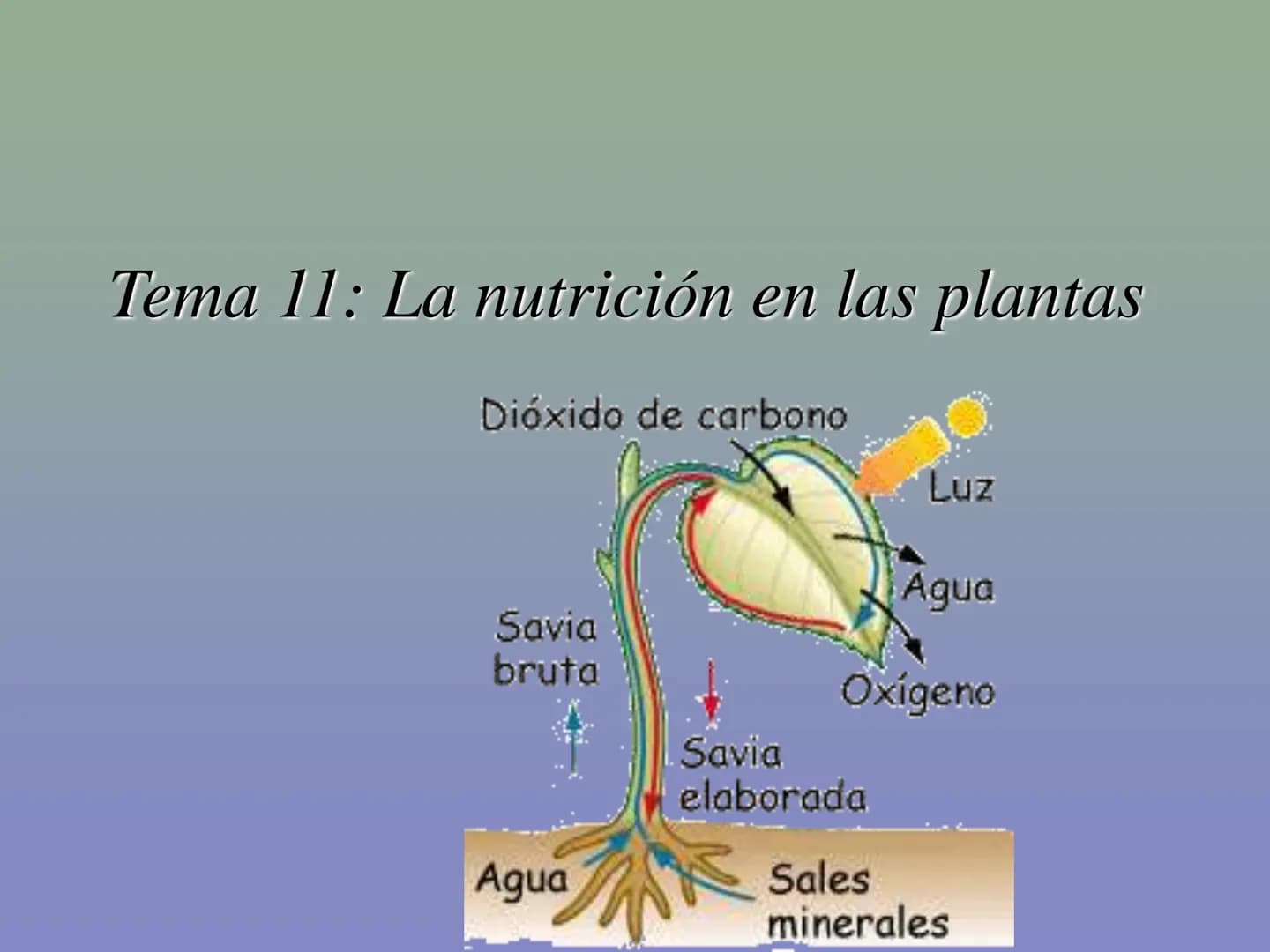 Tema 11: La nutrición en las plantas
Dióxido de carbono
Savia
bruta
Agua
Luz
Agua
Oxígeno
Savia
elaborada
Sales
minerales La función de nutr