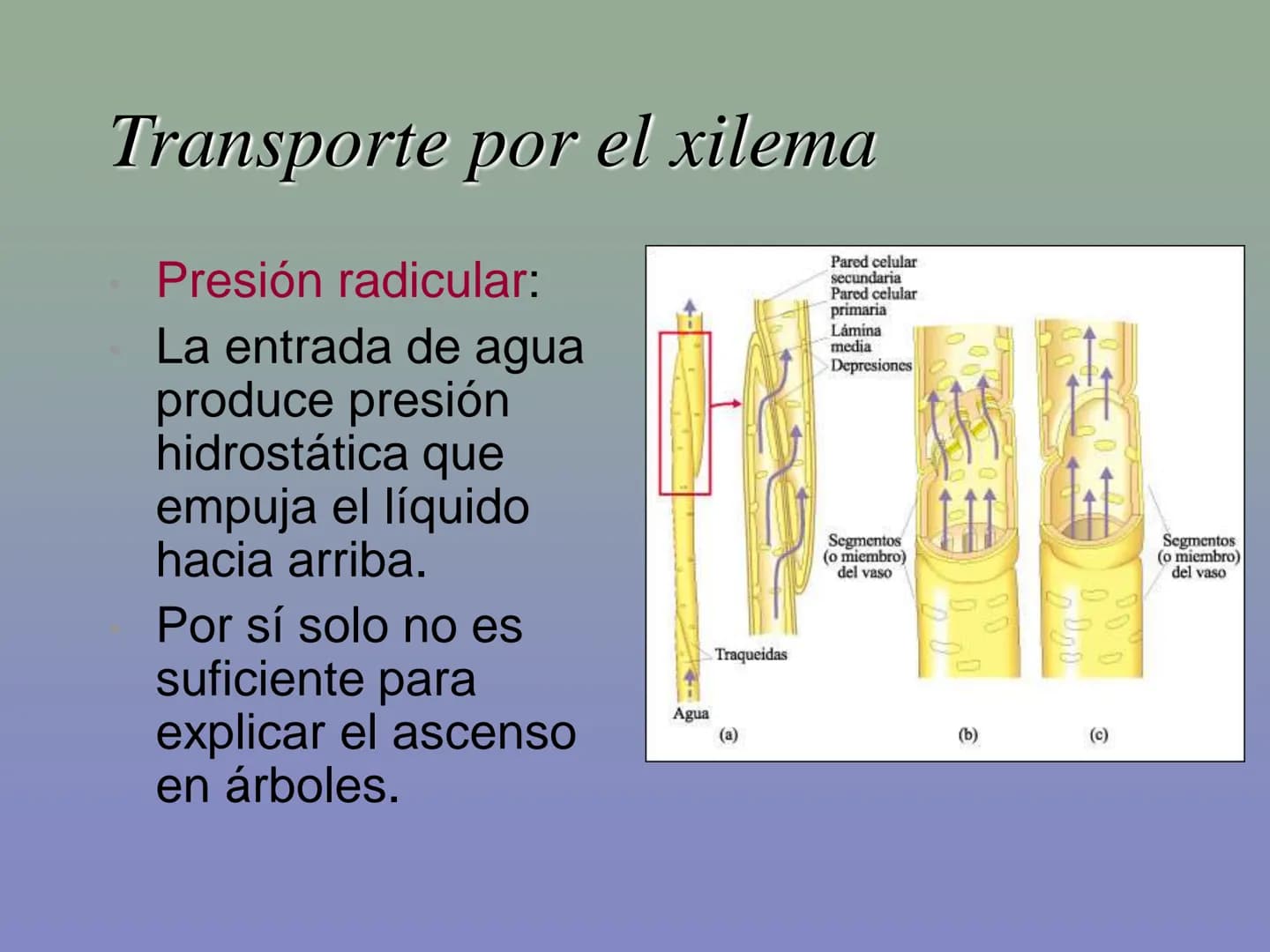Tema 11: La nutrición en las plantas
Dióxido de carbono
Savia
bruta
Agua
Luz
Agua
Oxígeno
Savia
elaborada
Sales
minerales La función de nutr