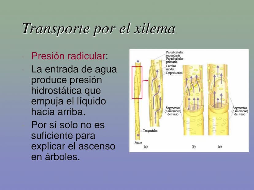 Tema 11: La nutrición en las plantas
Dióxido de carbono
Savia
bruta
Agua
Luz
Agua
Oxígeno
Savia
elaborada
Sales
minerales La función de nutr