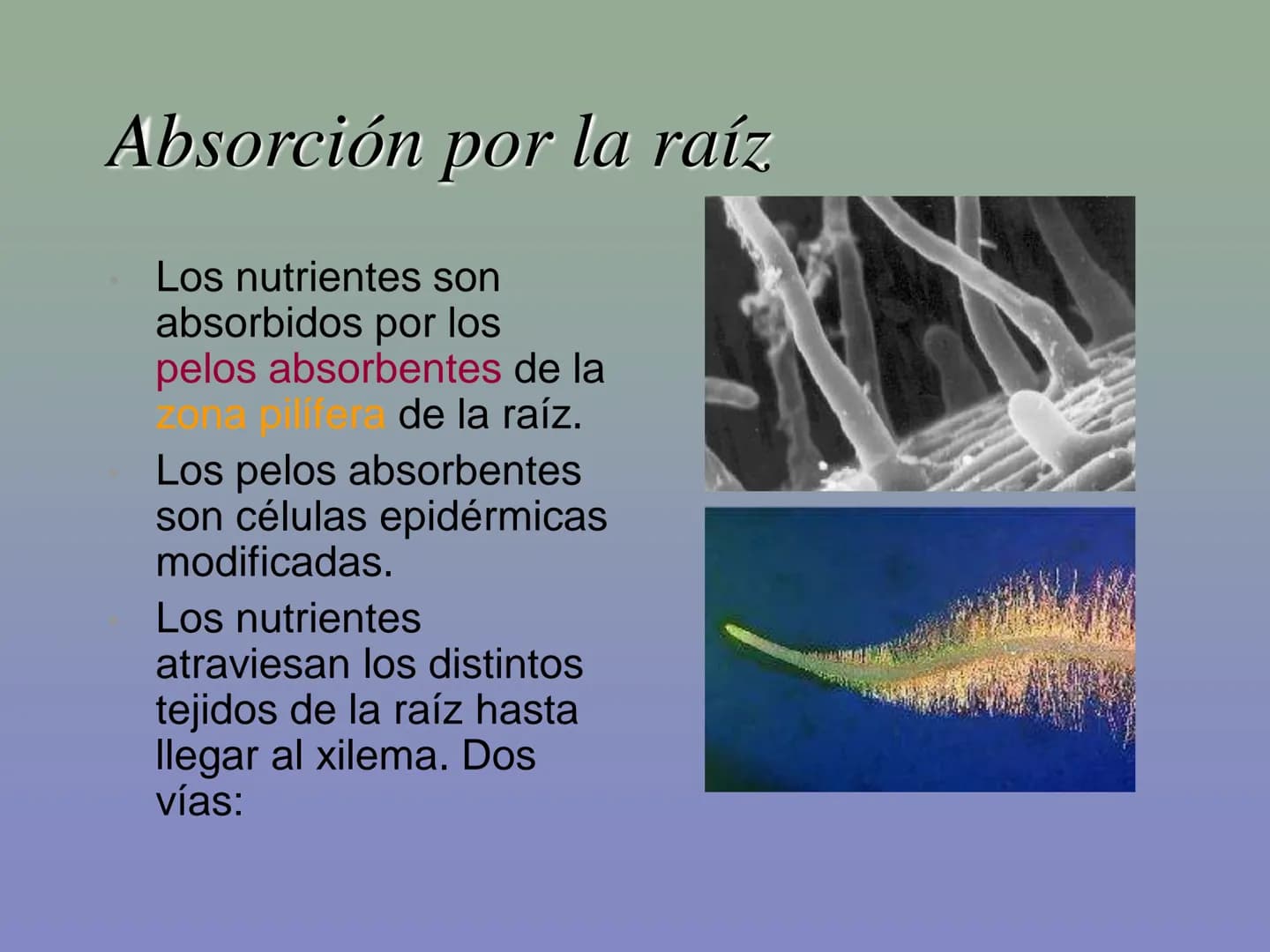Tema 11: La nutrición en las plantas
Dióxido de carbono
Savia
bruta
Agua
Luz
Agua
Oxígeno
Savia
elaborada
Sales
minerales La función de nutr