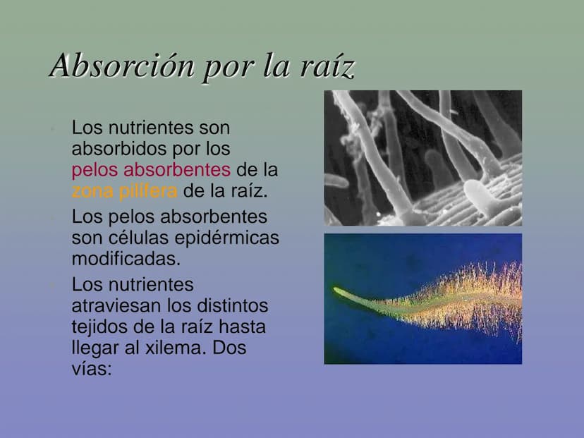 Tema 11: La nutrición en las plantas
Dióxido de carbono
Savia
bruta
Agua
Luz
Agua
Oxígeno
Savia
elaborada
Sales
minerales La función de nutr