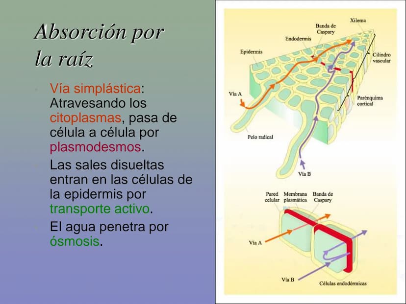 Tema 11: La nutrición en las plantas
Dióxido de carbono
Savia
bruta
Agua
Luz
Agua
Oxígeno
Savia
elaborada
Sales
minerales La función de nutr