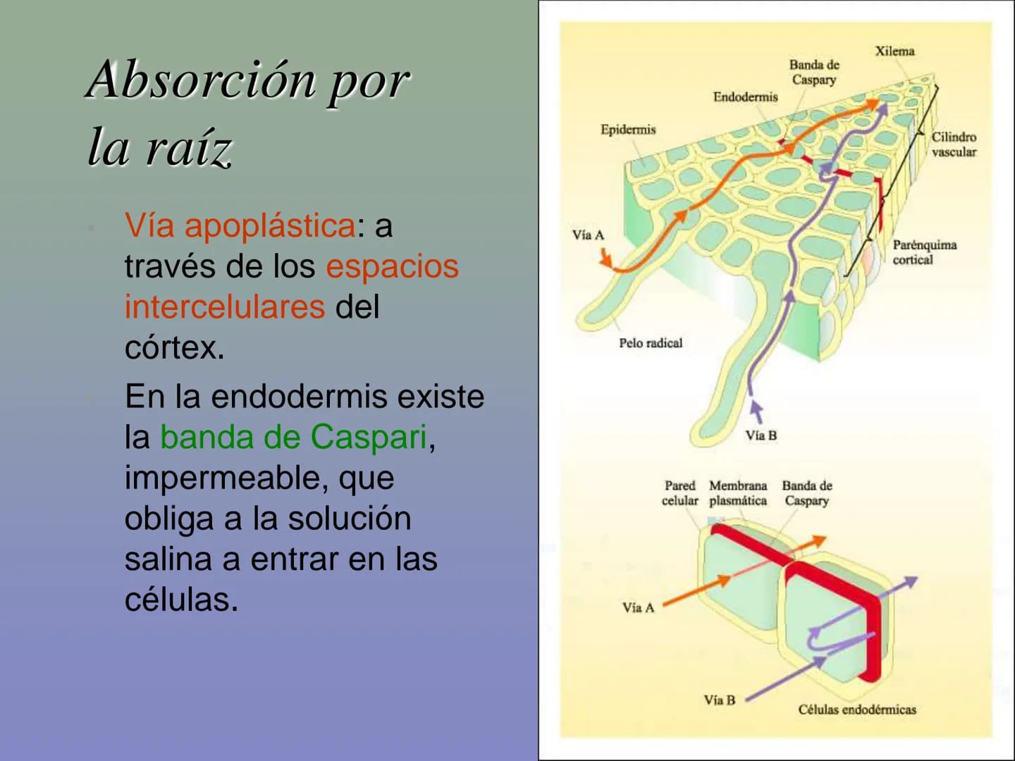 Tema 11: La nutrición en las plantas
Dióxido de carbono
Savia
bruta
Agua
Luz
Agua
Oxígeno
Savia
elaborada
Sales
minerales La función de nutr