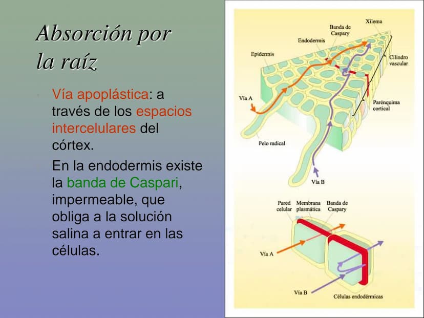 Tema 11: La nutrición en las plantas
Dióxido de carbono
Savia
bruta
Agua
Luz
Agua
Oxígeno
Savia
elaborada
Sales
minerales La función de nutr