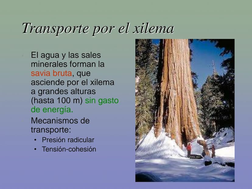 Tema 11: La nutrición en las plantas
Dióxido de carbono
Savia
bruta
Agua
Luz
Agua
Oxígeno
Savia
elaborada
Sales
minerales La función de nutr