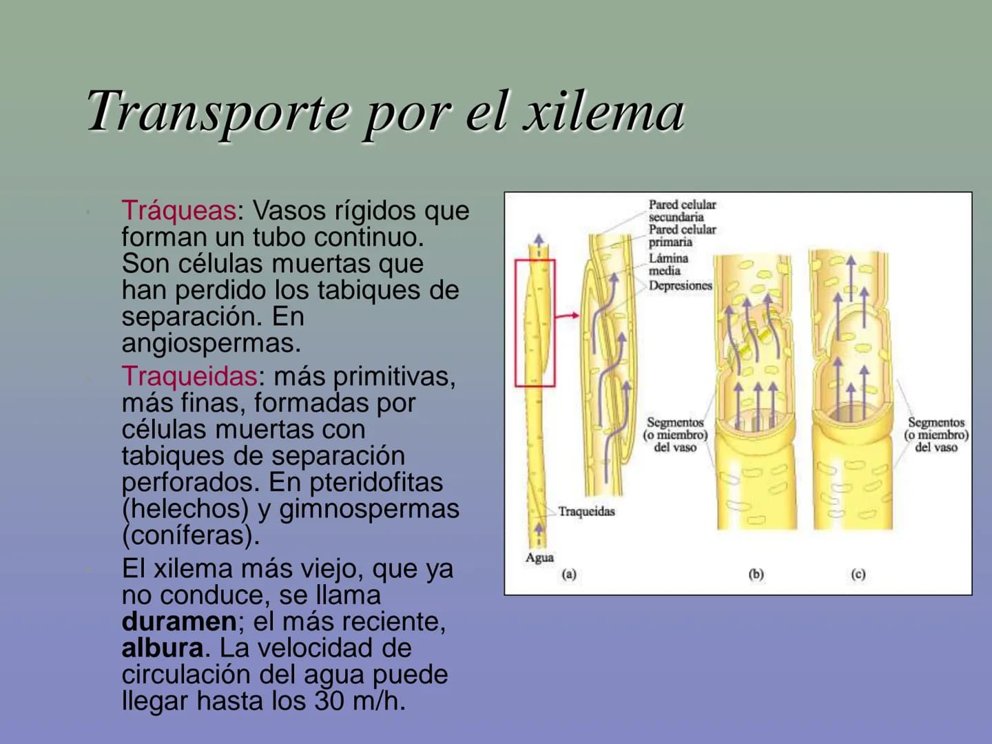 Tema 11: La nutrición en las plantas
Dióxido de carbono
Savia
bruta
Agua
Luz
Agua
Oxígeno
Savia
elaborada
Sales
minerales La función de nutr