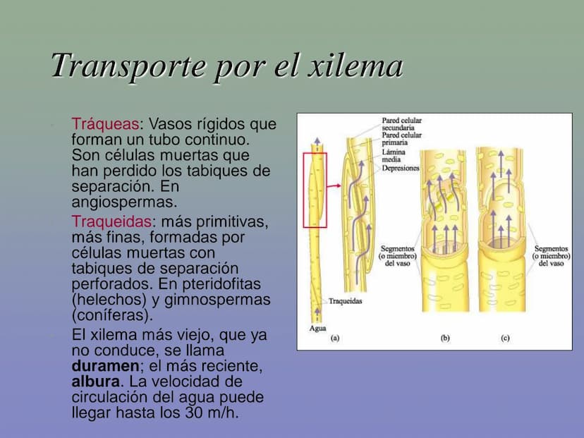 Tema 11: La nutrición en las plantas
Dióxido de carbono
Savia
bruta
Agua
Luz
Agua
Oxígeno
Savia
elaborada
Sales
minerales La función de nutr