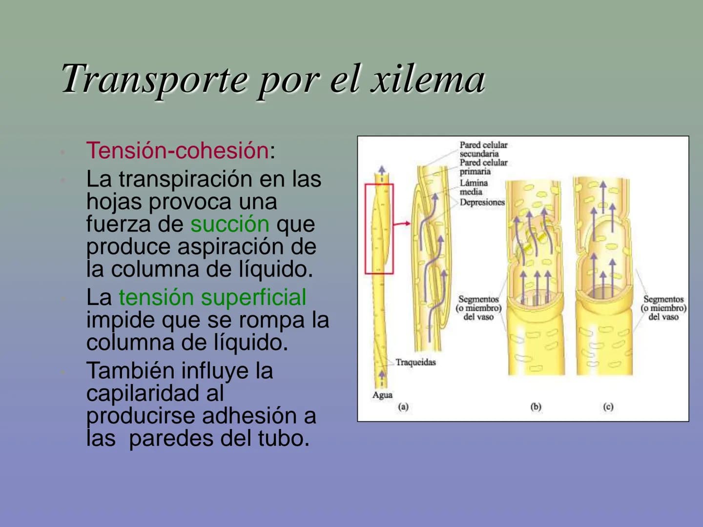 Tema 11: La nutrición en las plantas
Dióxido de carbono
Savia
bruta
Agua
Luz
Agua
Oxígeno
Savia
elaborada
Sales
minerales La función de nutr