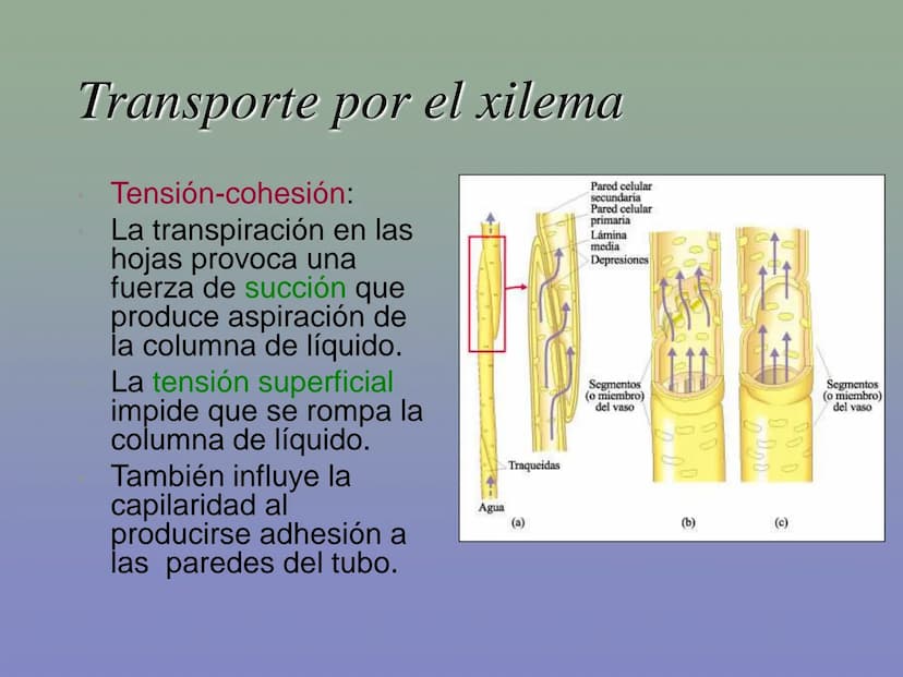 Tema 11: La nutrición en las plantas
Dióxido de carbono
Savia
bruta
Agua
Luz
Agua
Oxígeno
Savia
elaborada
Sales
minerales La función de nutr