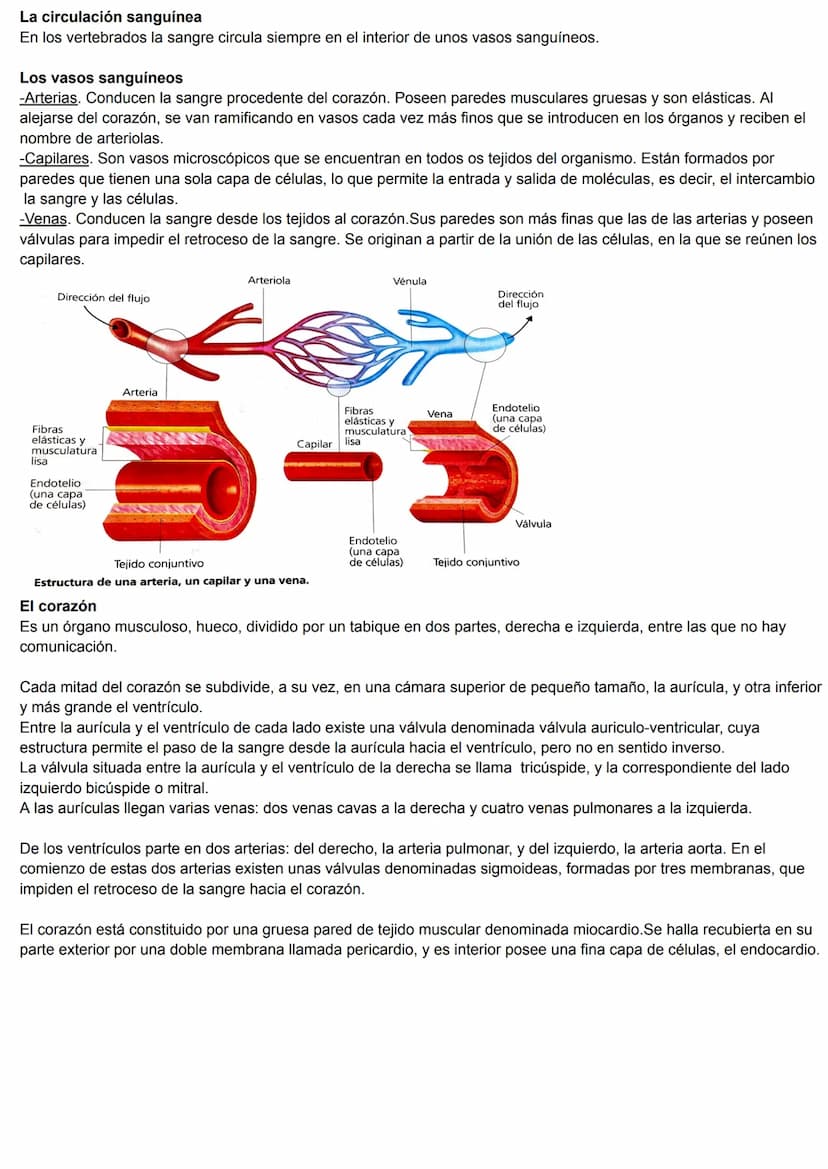 Tema 4
El medio interno
En los organismos pluricelulares, como el ser humano, este medio se denomina medio interno y está constituido por el