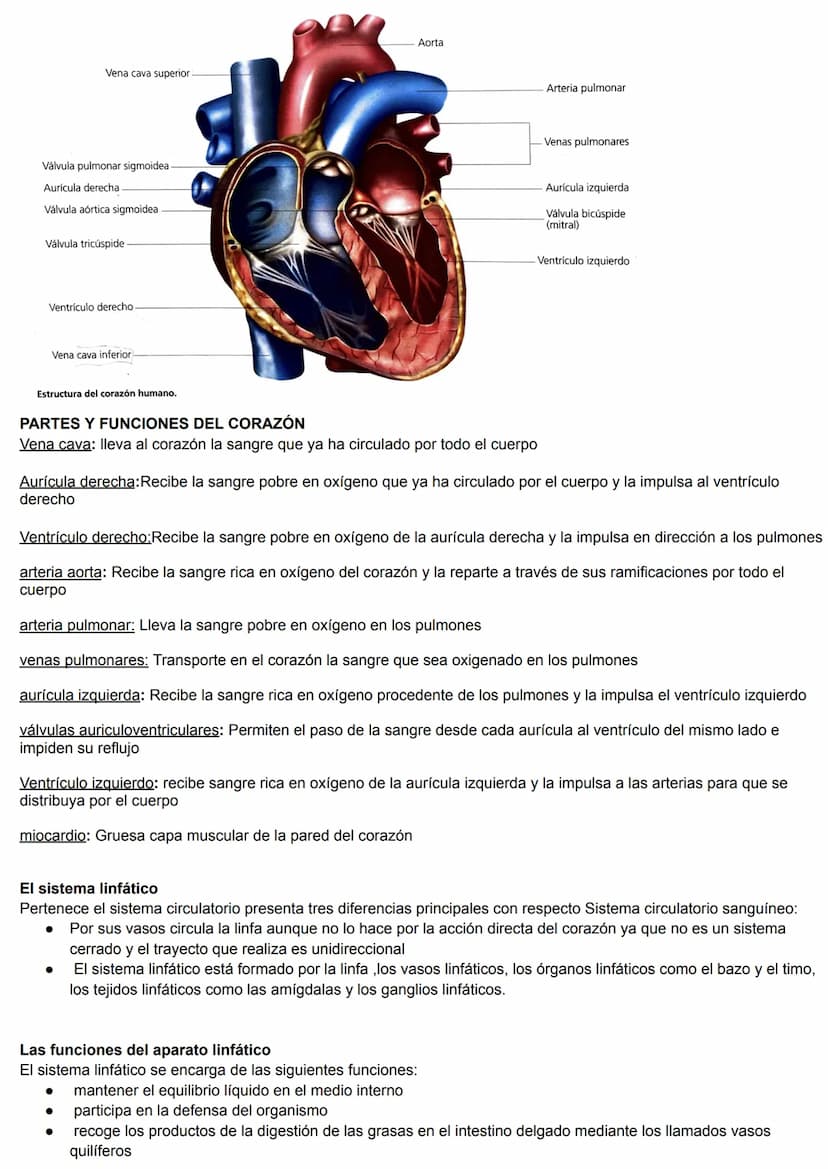 Tema 4
El medio interno
En los organismos pluricelulares, como el ser humano, este medio se denomina medio interno y está constituido por el