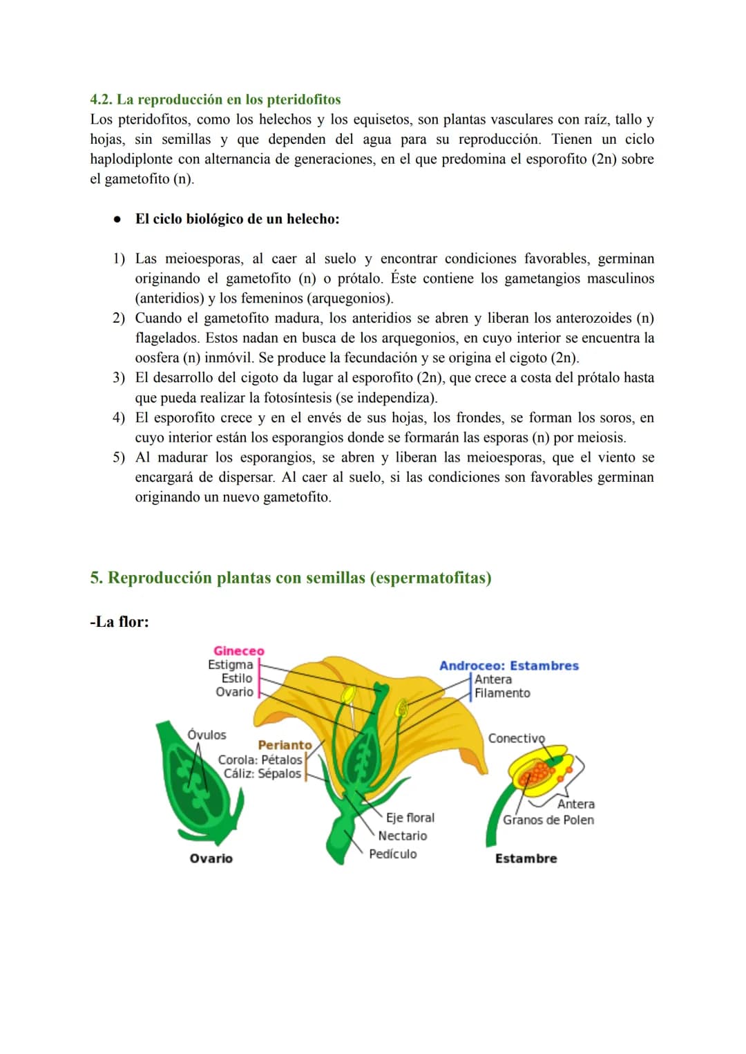 T-7: Las funciones vitales de las plantas
1. Función de nutrición en plantas
Las plantas tienen nutrición autótrofa. Mediante la fotosíntesi