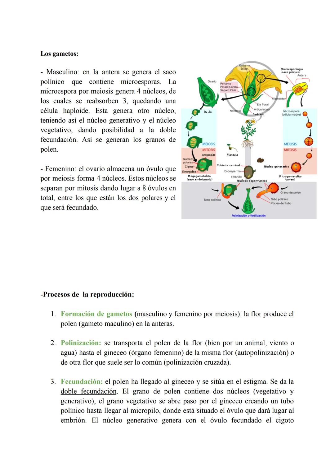 T-7: Las funciones vitales de las plantas
1. Función de nutrición en plantas
Las plantas tienen nutrición autótrofa. Mediante la fotosíntesi