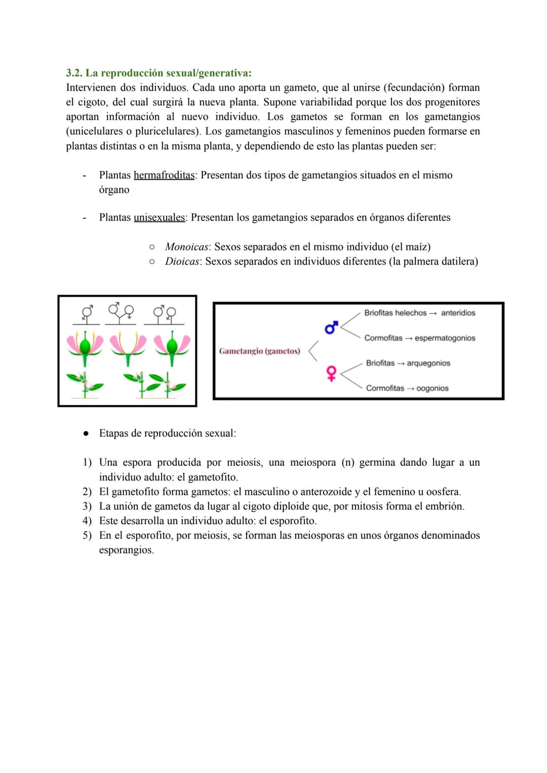 T-7: Las funciones vitales de las plantas
1. Función de nutrición en plantas
Las plantas tienen nutrición autótrofa. Mediante la fotosíntesi