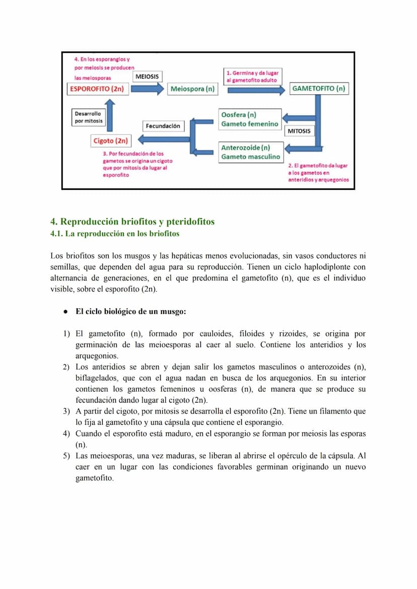 T-7: Las funciones vitales de las plantas
1. Función de nutrición en plantas
Las plantas tienen nutrición autótrofa. Mediante la fotosíntesi