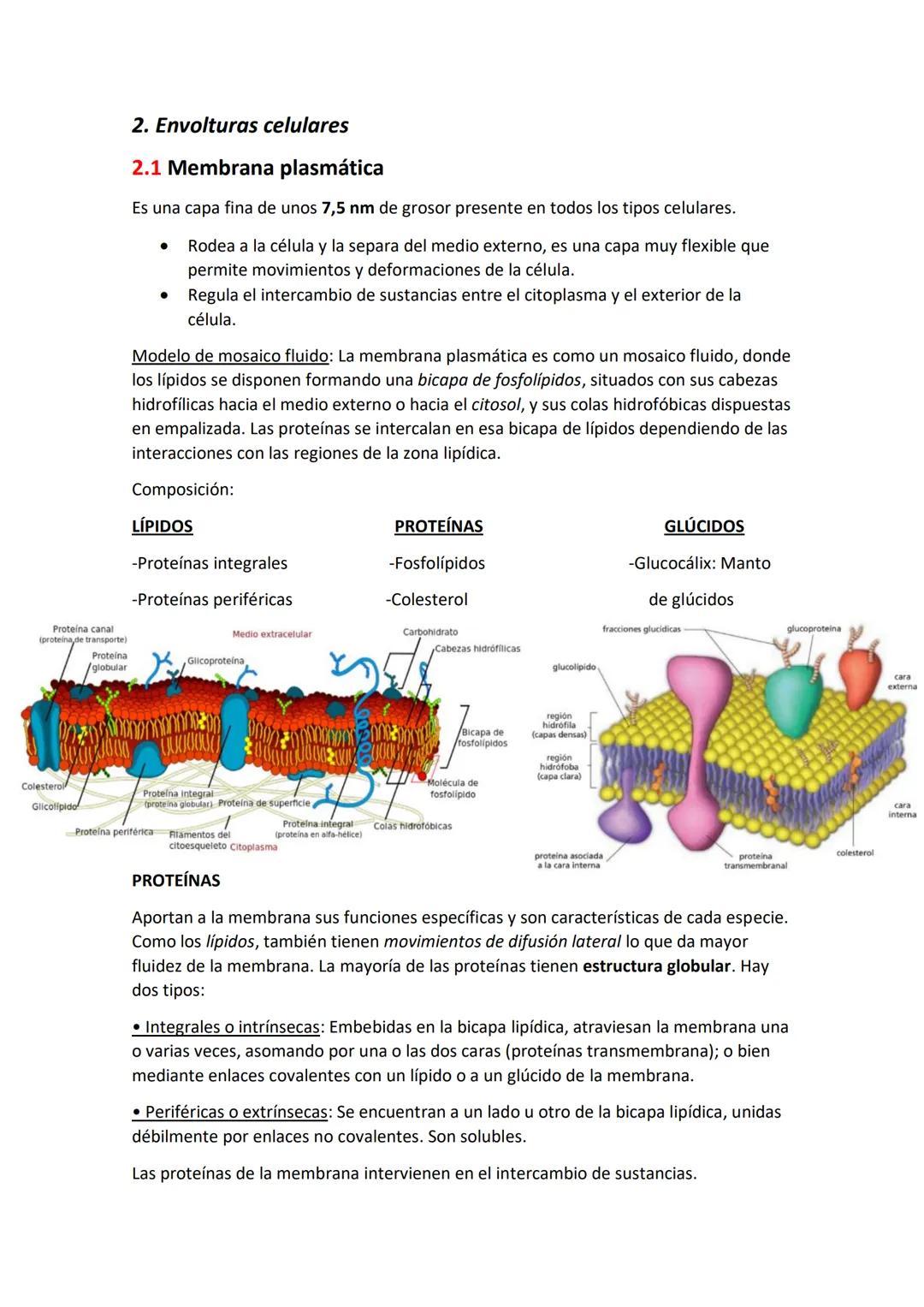 Unidad 2. La célula

LA CÉLULA Y LAS ENVOLTURAS CELULARES

1.La célula

1.1 Teoría celular

Una célula es la unidad morfológica y funcional 
