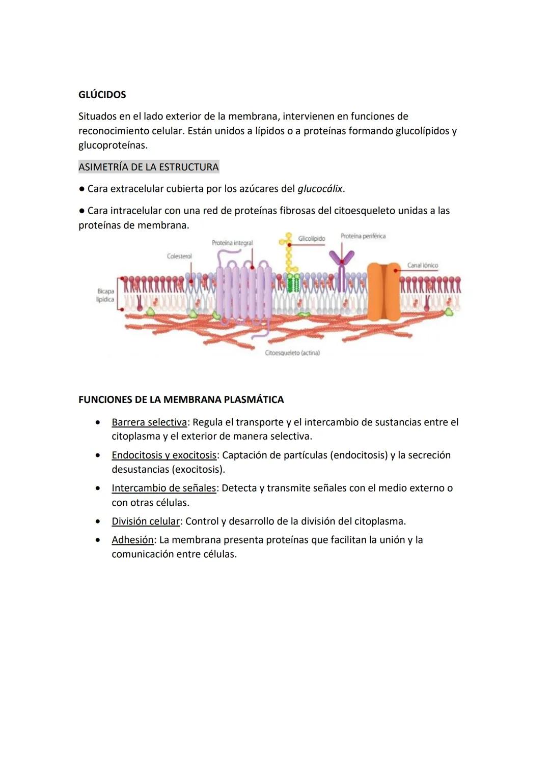 Unidad 2. La célula

LA CÉLULA Y LAS ENVOLTURAS CELULARES

1.La célula

1.1 Teoría celular

Una célula es la unidad morfológica y funcional 