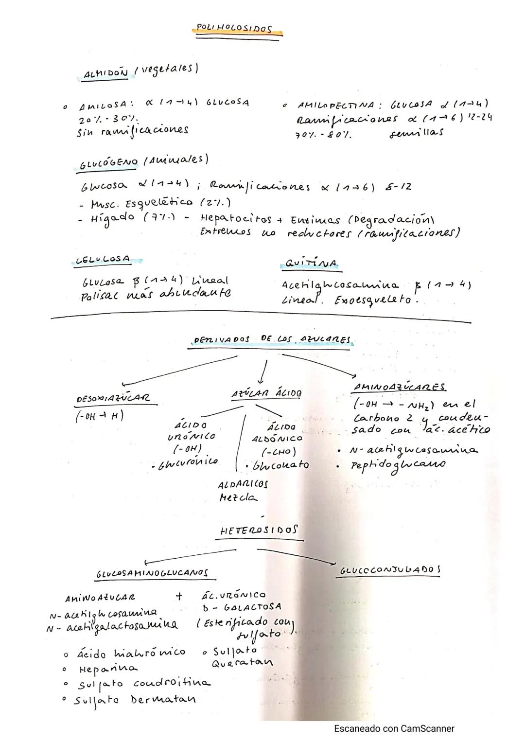 CLASIFICACIÓN

osas

HOLÓSIDOS

IDIHIDROSIIDOS
CLIGOMOLÓSIDOS CONJUGADOS
POLI HOLOSIDOS

PROTEGLUL. GLUCOPROT GLUCOLÍP.

OSIDOS

HETE ROSIDO