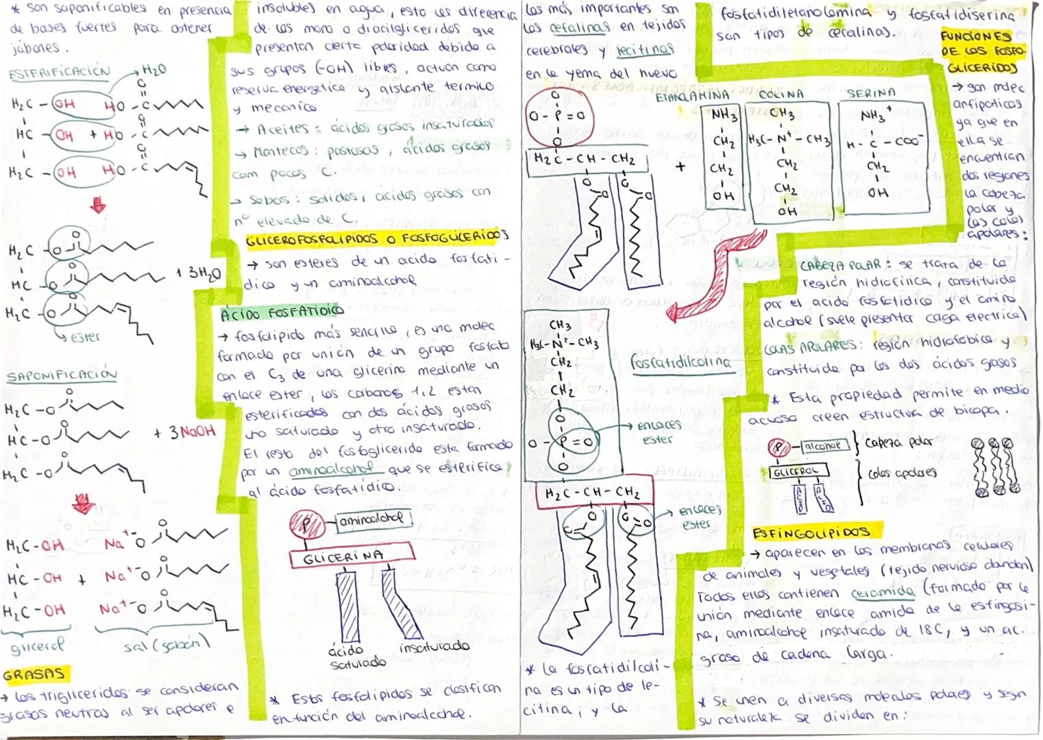 --- OCR Start ---
LIPIDOS
→Biomolecules organicos constituidos
cano las acilglicerides (grasos)
pa C, H, O algunos ademas P.N.S. cerides (ce