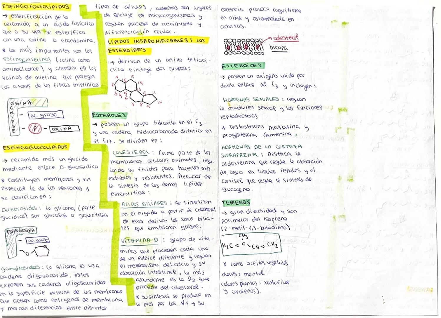 --- OCR Start ---
LIPIDOS
→Biomolecules organicos constituidos
cano las acilglicerides (grasos)
pa C, H, O algunos ademas P.N.S. cerides (ce