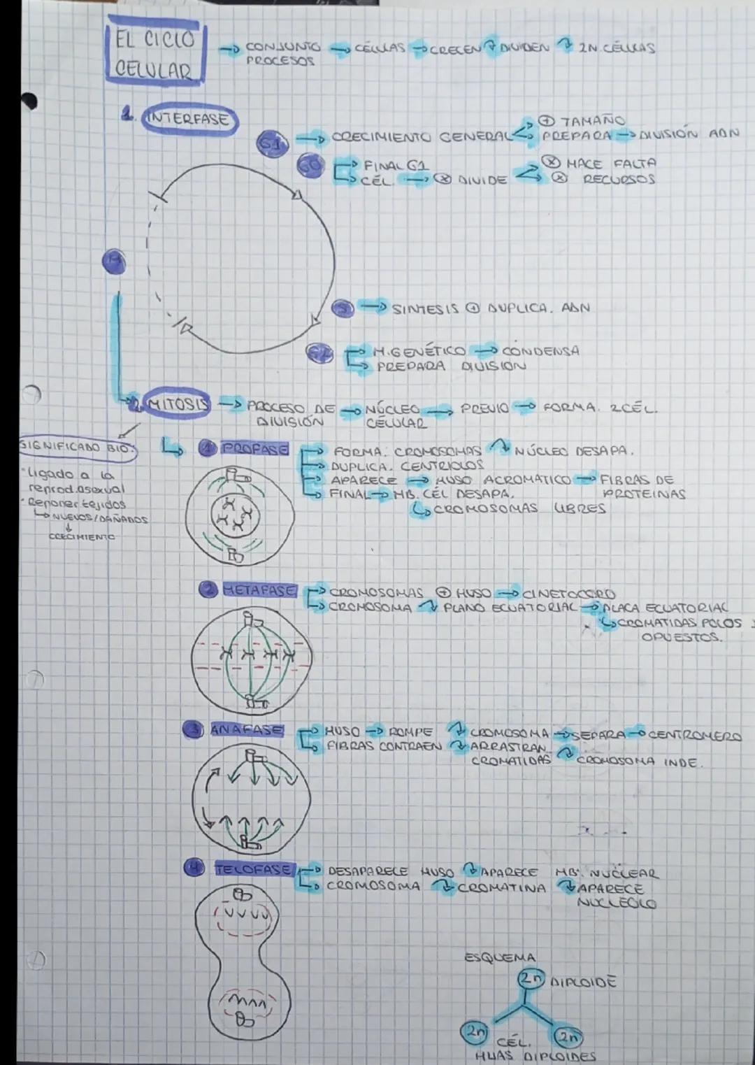 --- OCR Start ---
EL CICLO
CONJUNTO
PROCESOS
CELULAR
INTERFASE
CELLLAS CRECEN DAUIDEN IN CELKAS
17
TAMAÑO
CRECIMIENTO GENERAL PREPARA DIVISI