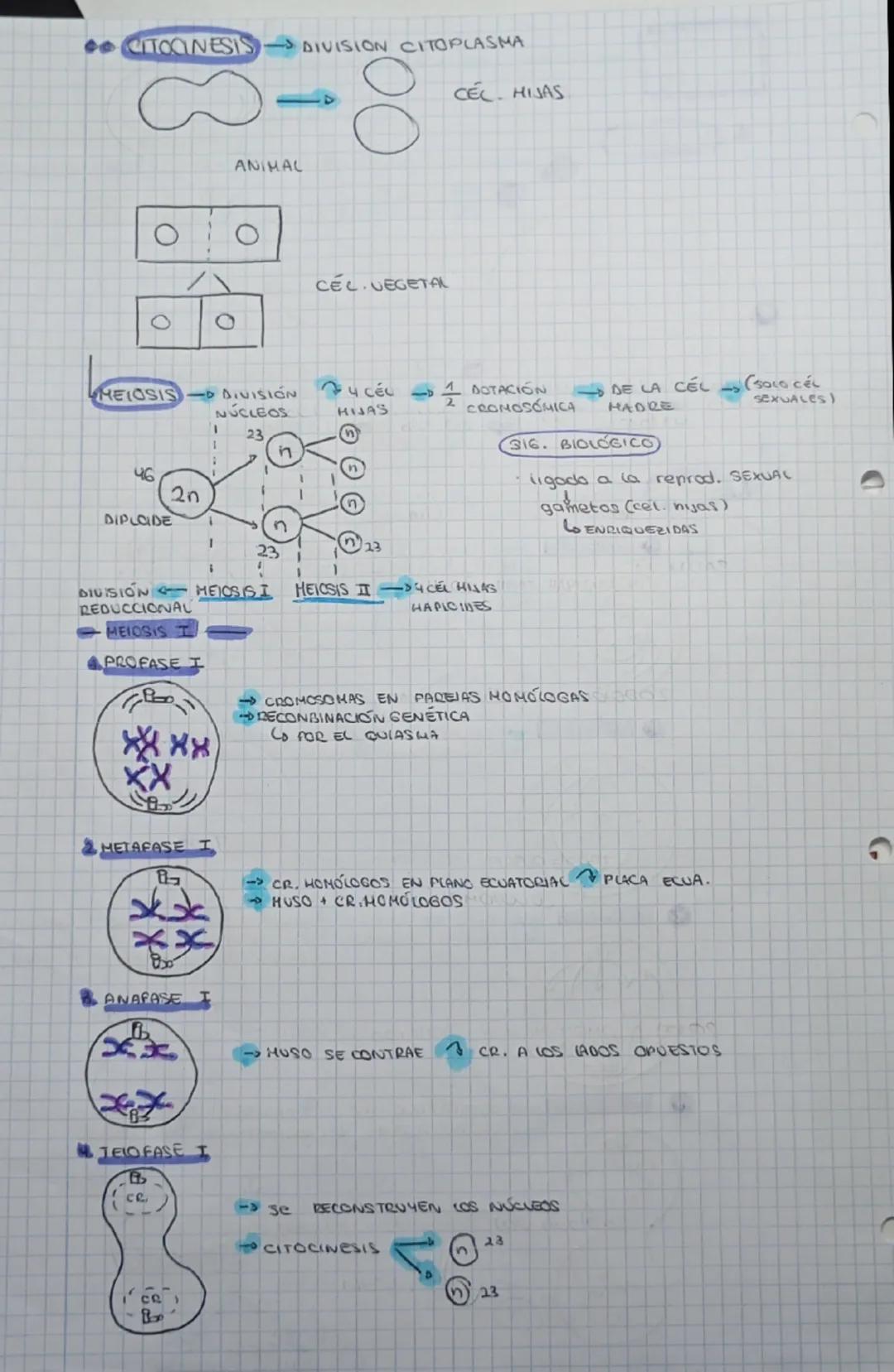 --- OCR Start ---
EL CICLO
CONJUNTO
PROCESOS
CELULAR
INTERFASE
CELLLAS CRECEN DAUIDEN IN CELKAS
17
TAMAÑO
CRECIMIENTO GENERAL PREPARA DIVISI