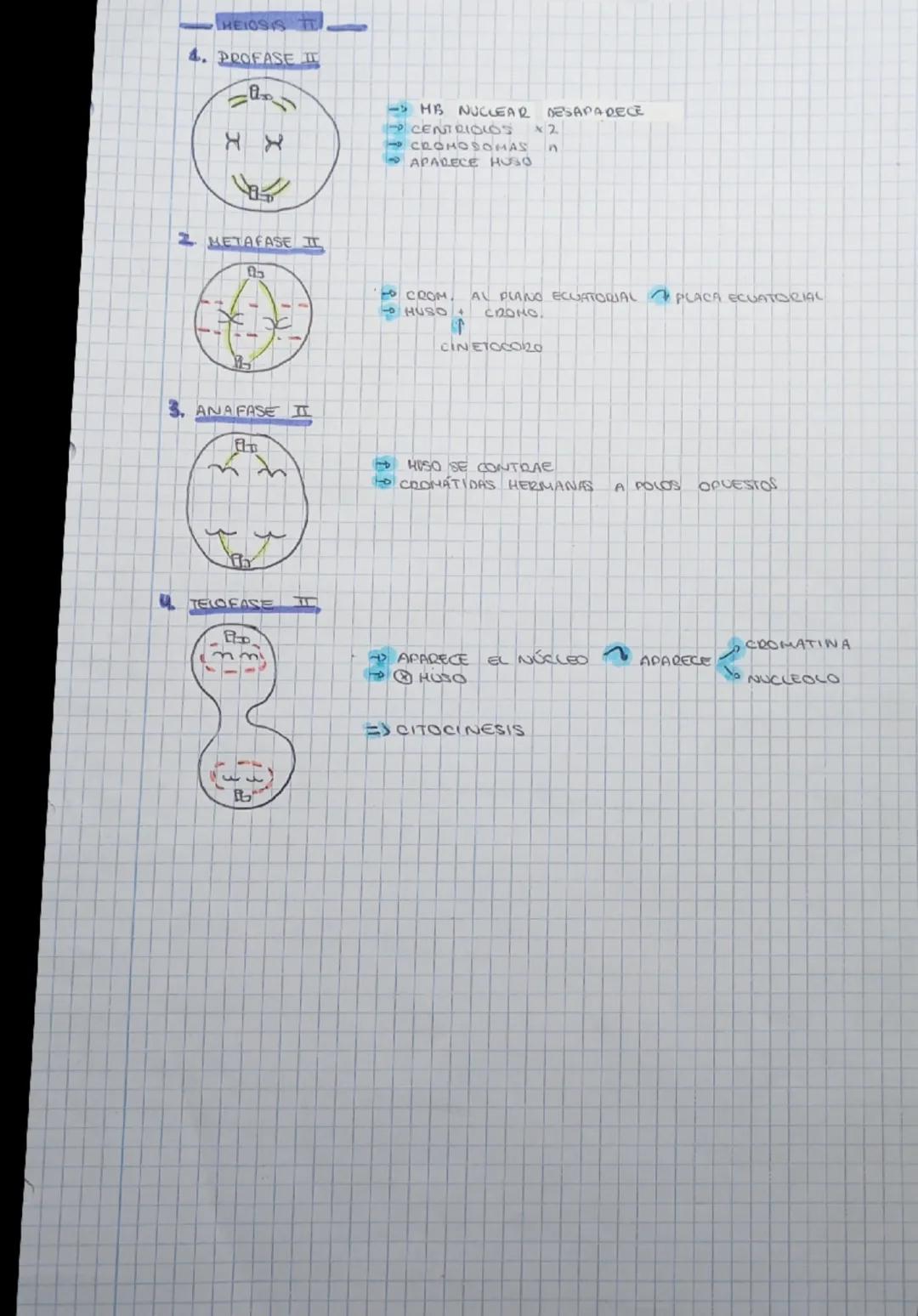 --- OCR Start ---
EL CICLO
CONJUNTO
PROCESOS
CELULAR
INTERFASE
CELLLAS CRECEN DAUIDEN IN CELKAS
17
TAMAÑO
CRECIMIENTO GENERAL PREPARA DIVISI